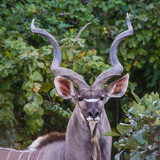 South Luangwa - Kudu